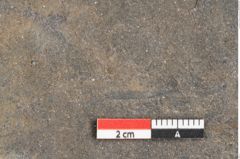 Foto (Detailansicht) von Dictyophyllum acutilobum Schenk. (NHMW-GEO-2024-0188-10507)